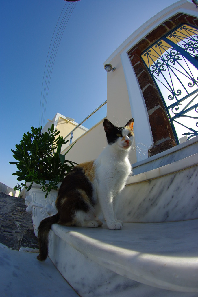 エーゲ海猫4
