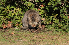 通りすがり猫41