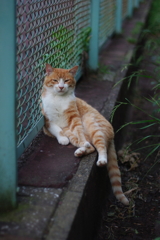 公園猫7