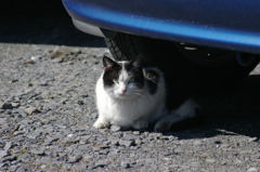 通りすがり猫34