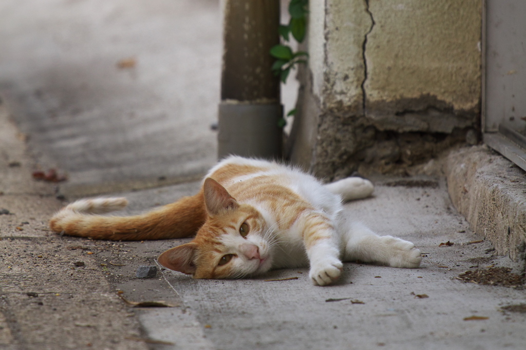 通りすがり猫220