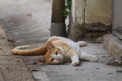 通りすがり猫220