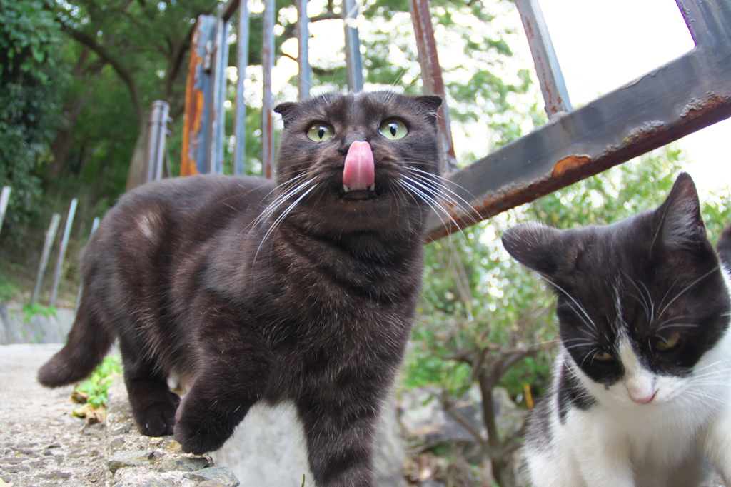尾道猫145