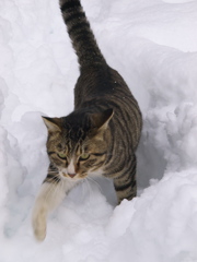 神社猫157