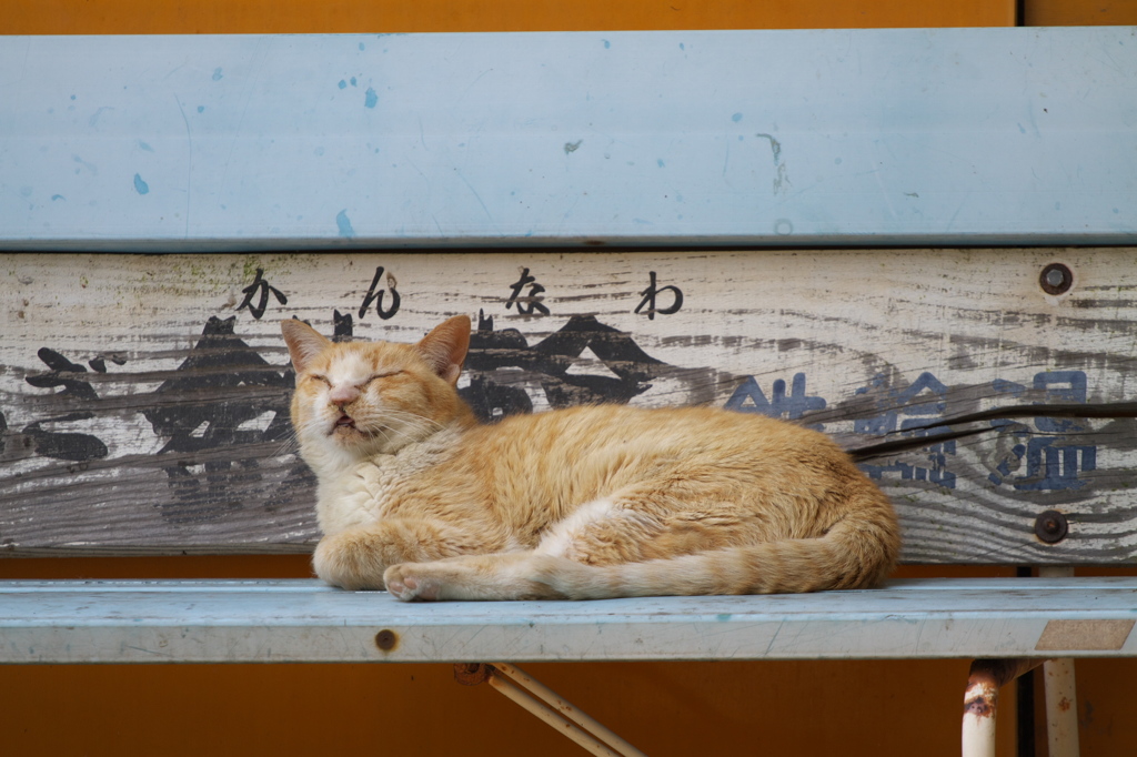 通りすがり猫287
