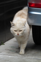 通りすがり猫113