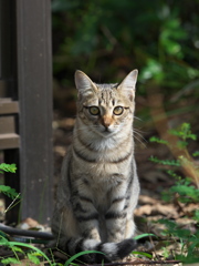 保護した猫のお姉さん