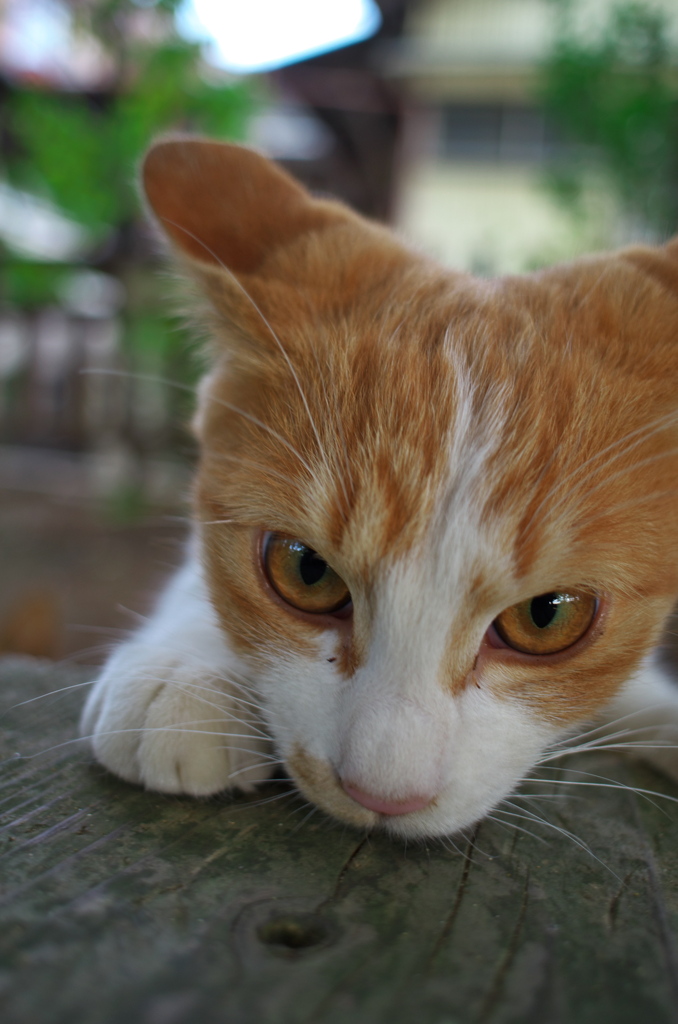 神社猫35