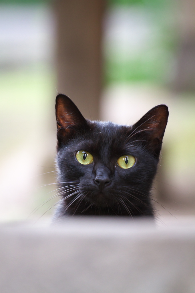 通りすがり猫233