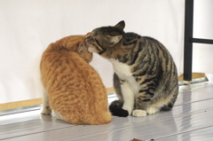 神社猫61
