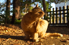 神社猫146