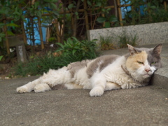 通りすがり猫121