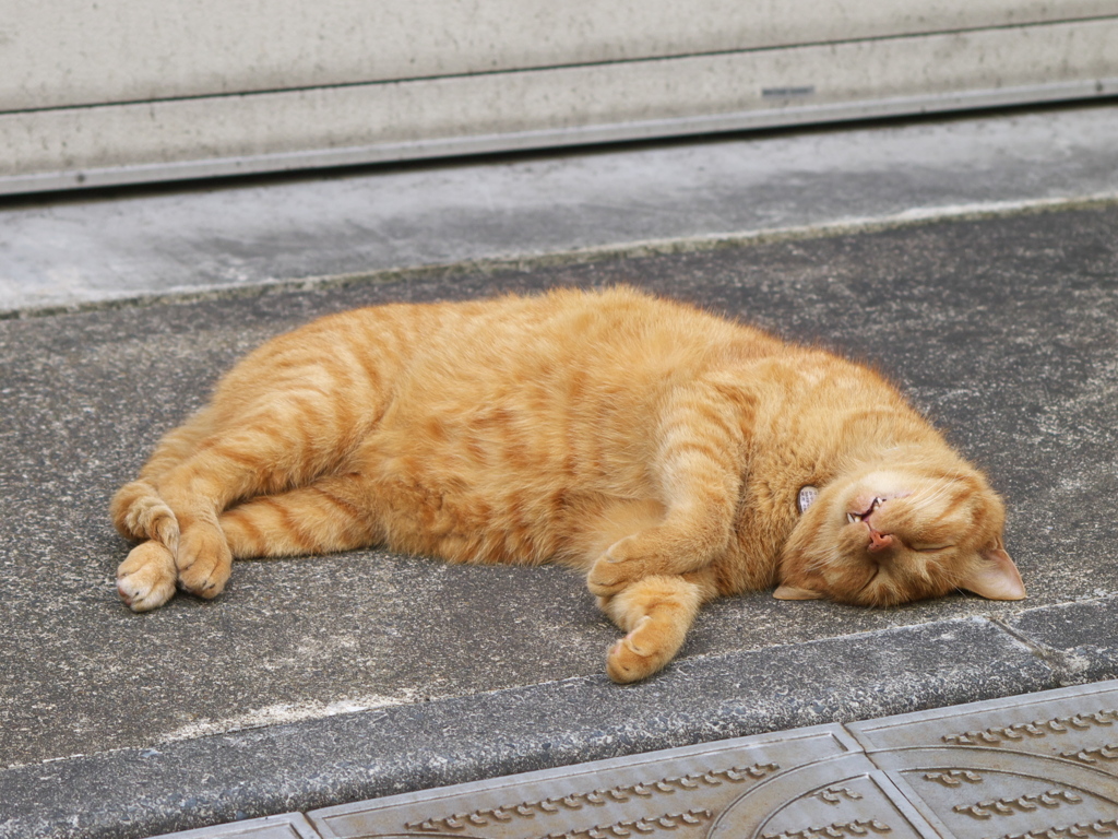 通りすがり猫104