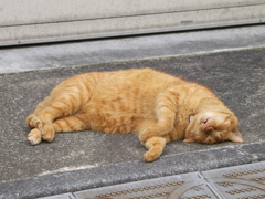 通りすがり猫104