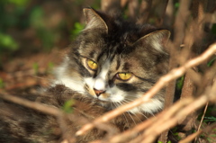 通りすがり猫92