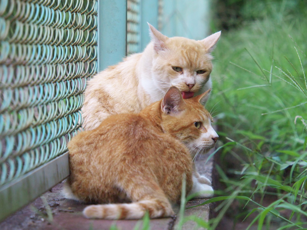 公園猫92