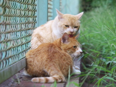 公園猫92