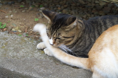 神社猫101