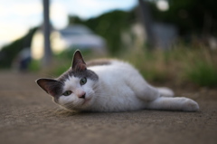 通りすがり猫210