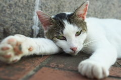 公園猫89