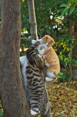 神社猫　ある戦い3