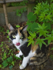 神社猫76