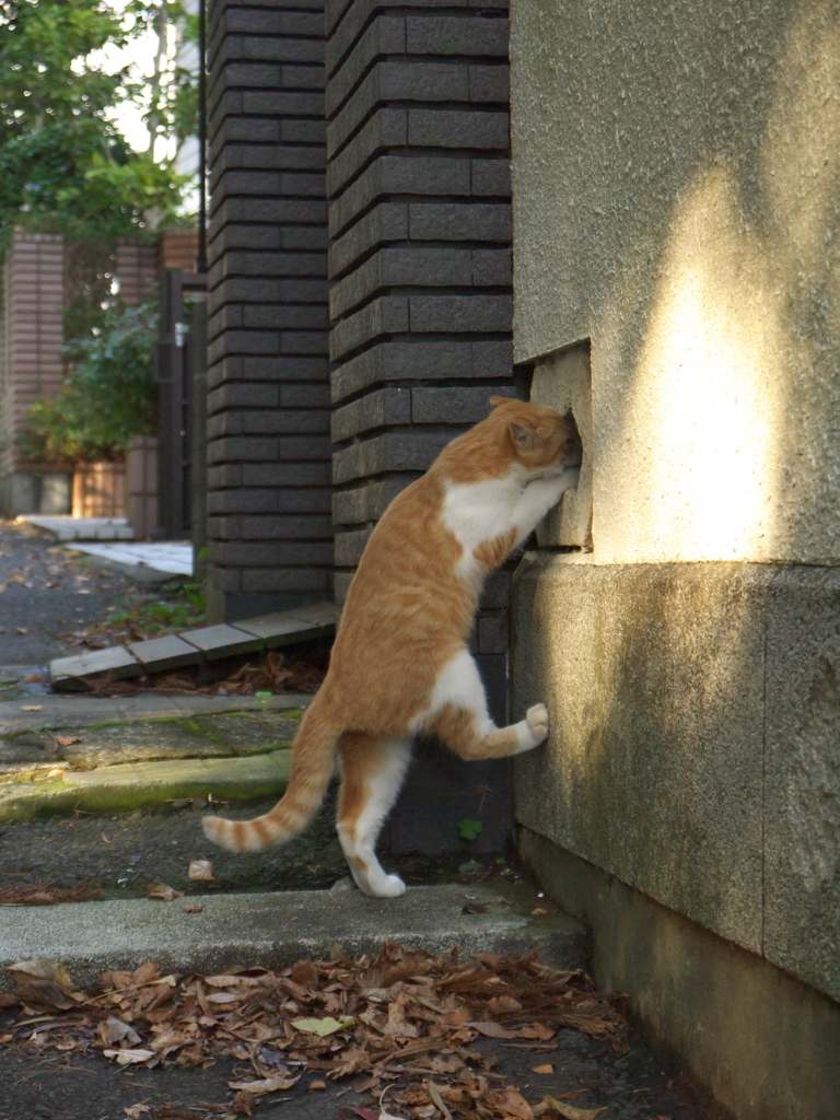 神社猫99