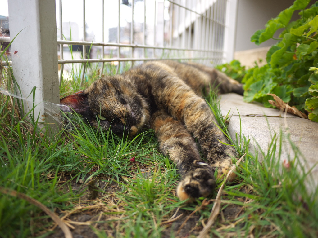 通りすがり猫133