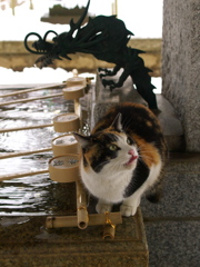 神社猫158