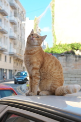 地中海猫48