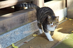 神社猫52