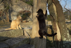 尾道猫54
