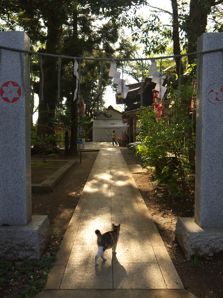 神社猫17