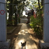 神社猫17