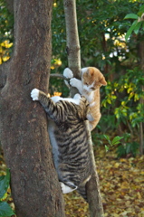 神社猫　ある戦い1