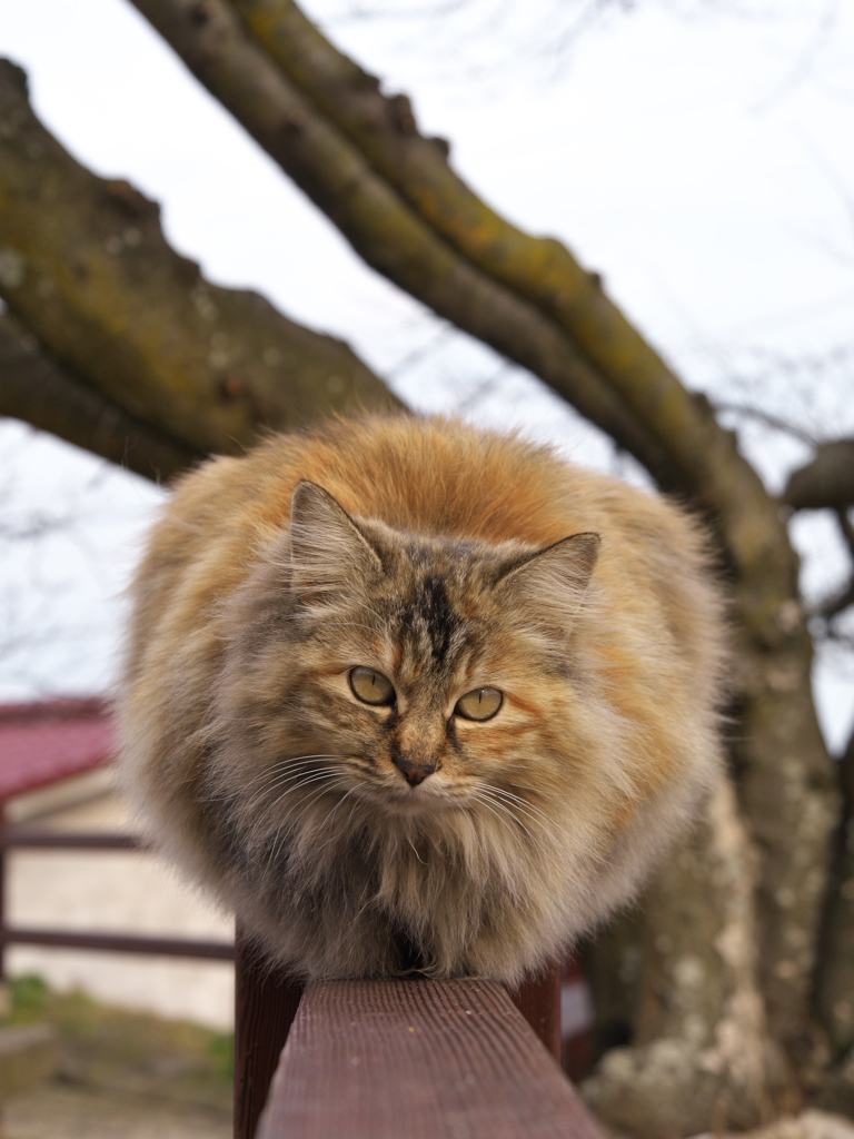 尾道猫147