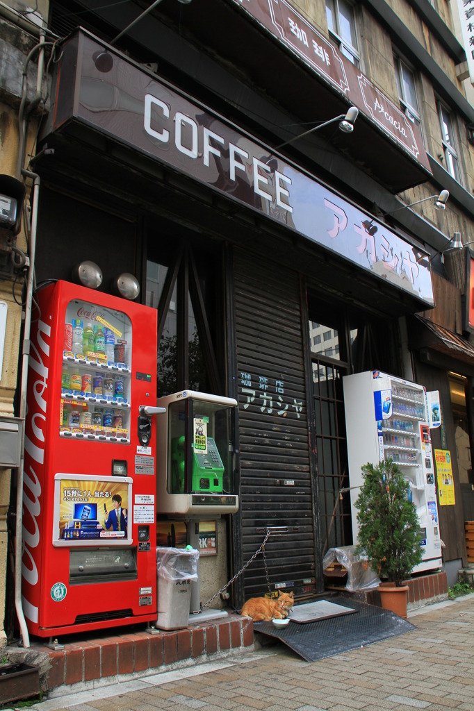 通りすがり猫36