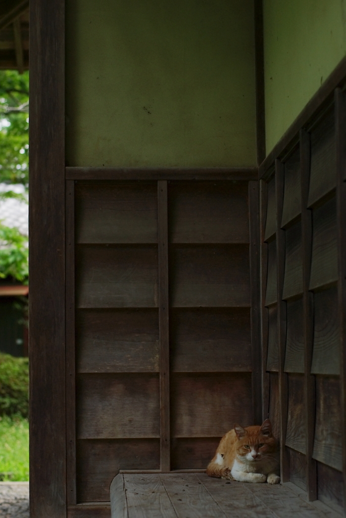 公園猫9