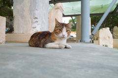 アテネ猫10