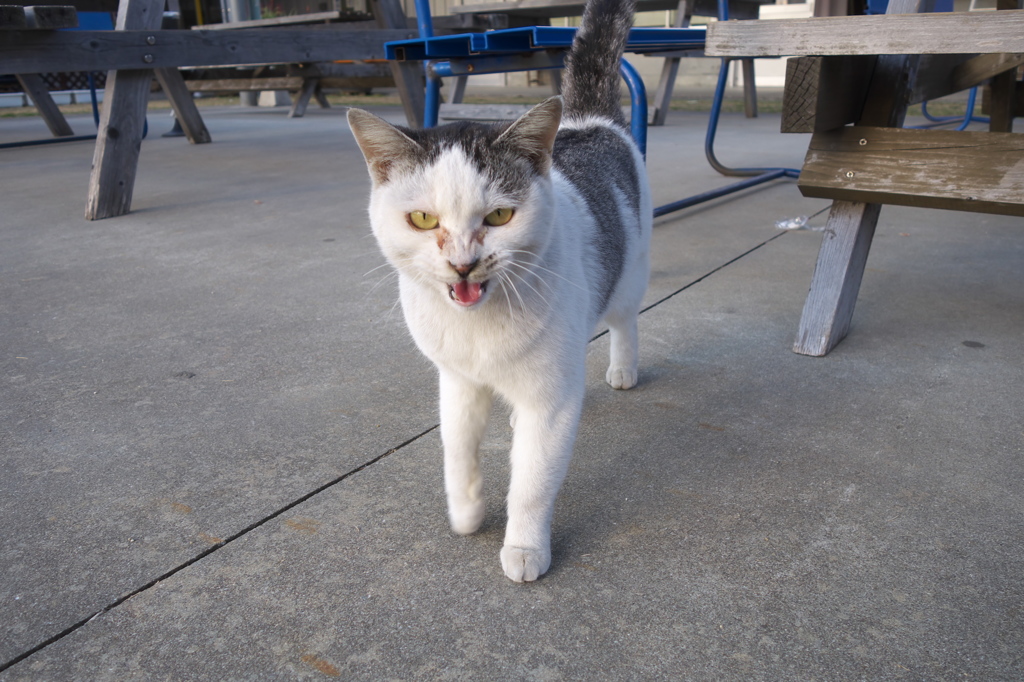 通りすがり猫151
