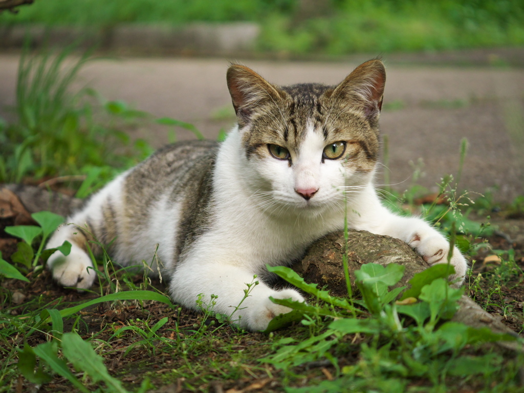 S公園猫05