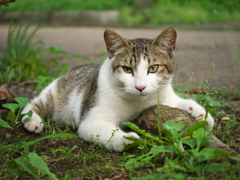 S公園猫05