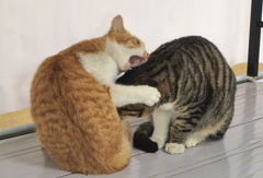 神社猫63