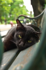 アジア猫23