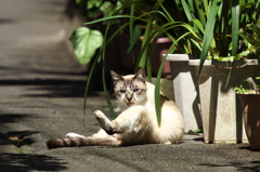 通りすがり猫230