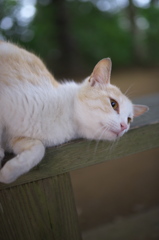神社猫85