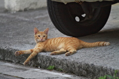 南の島猫07