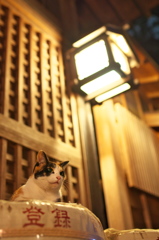 神社猫98