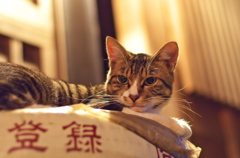神社猫93