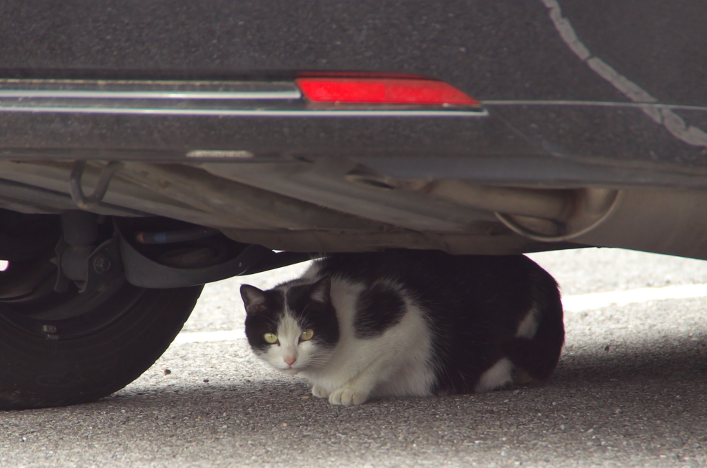通りすがり猫85